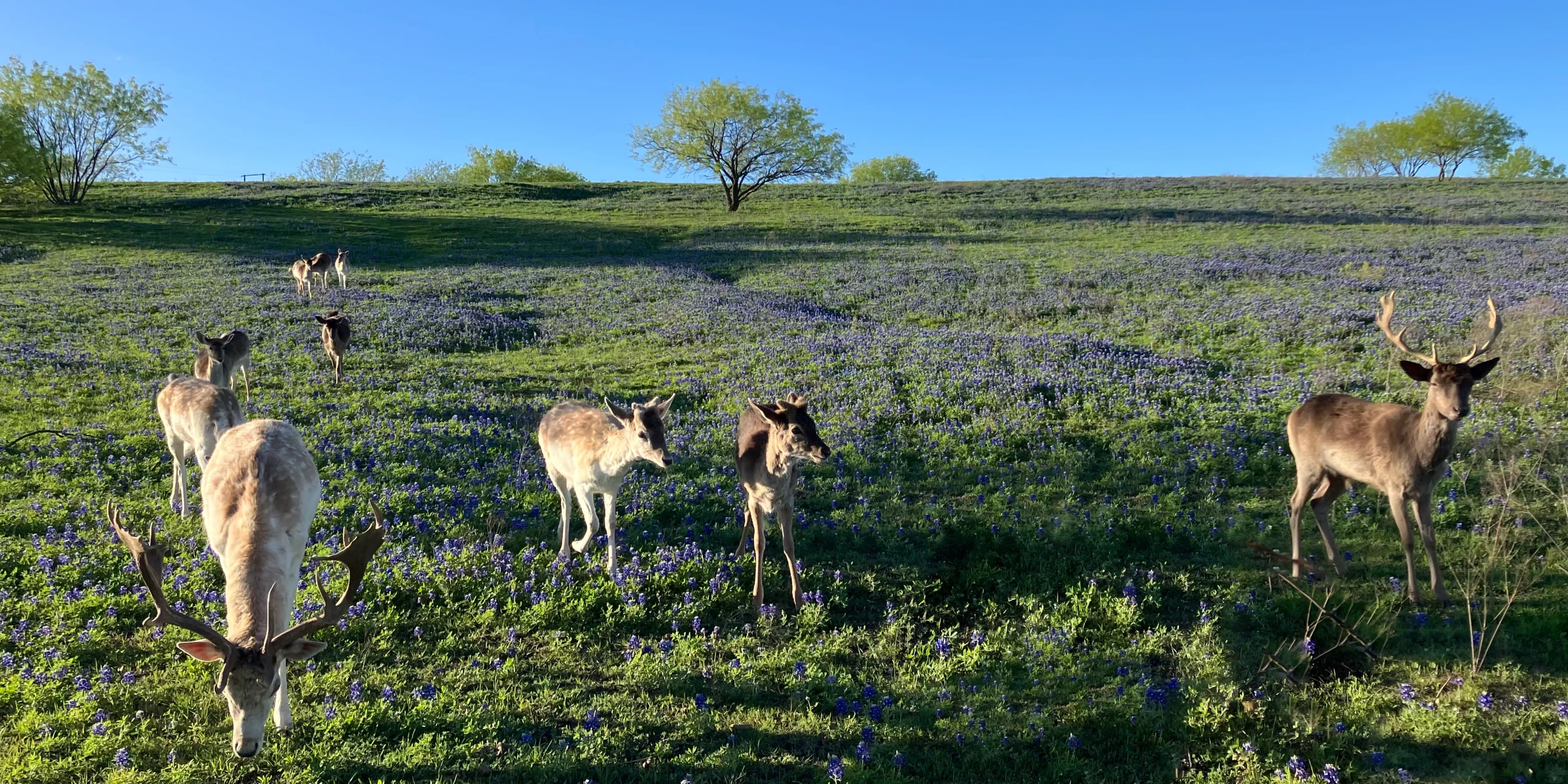 Fallow deer grazing in a field of bluebonnets under a clear sky