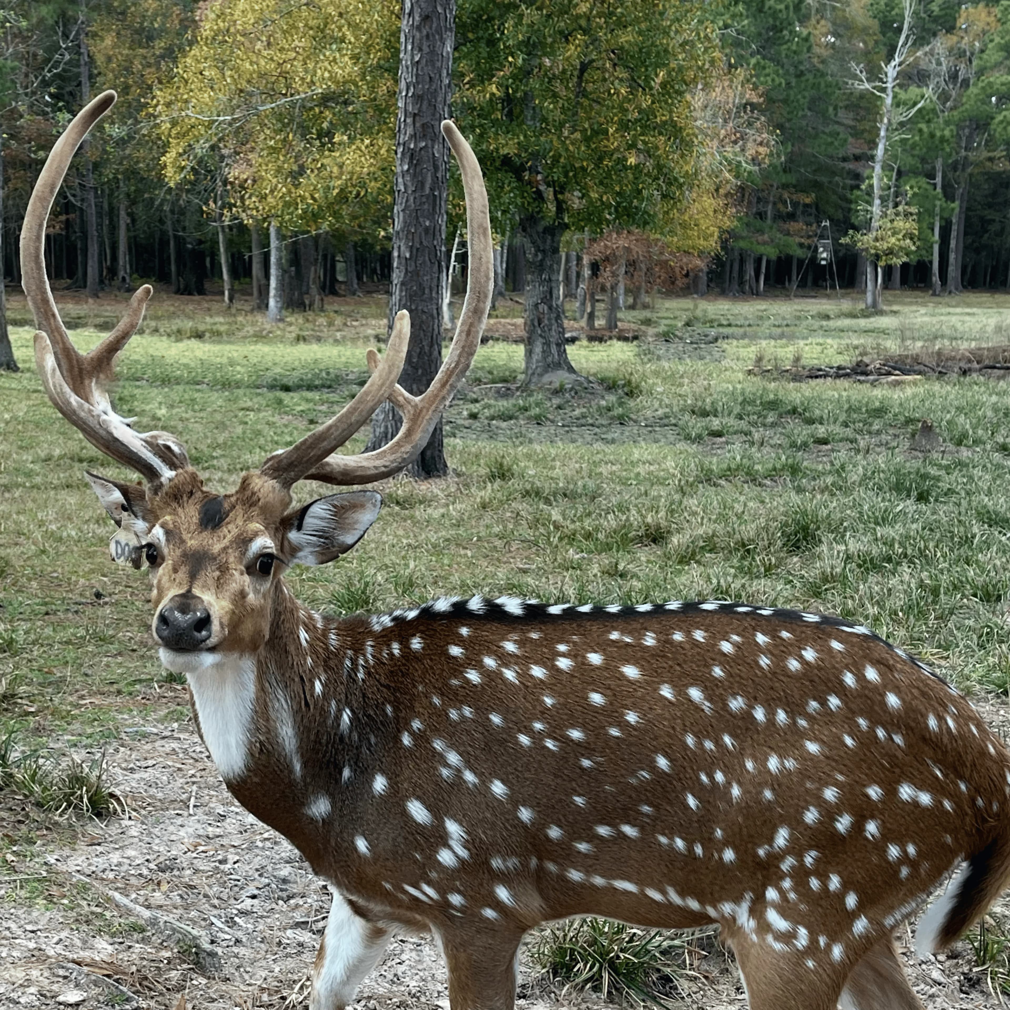 Doc and Spartan — white fallow deer and spotted axis deer in a wooded pasture